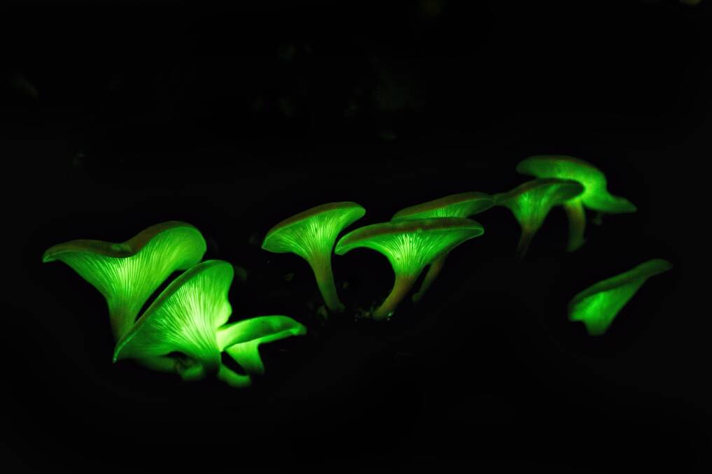 Glowing mushrooms in Booderee National Park. Photo: Maree Clout, Jervis Bay Through My Eyes