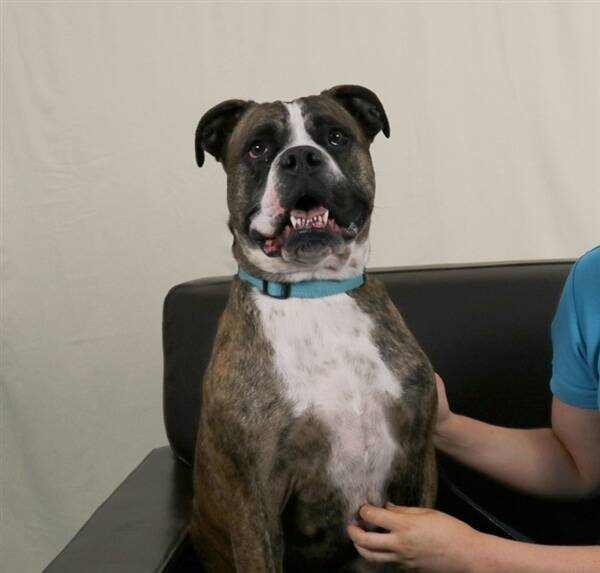 Cooper also enjoys showing off his good posture on couches. Photo: RSPCA ACT