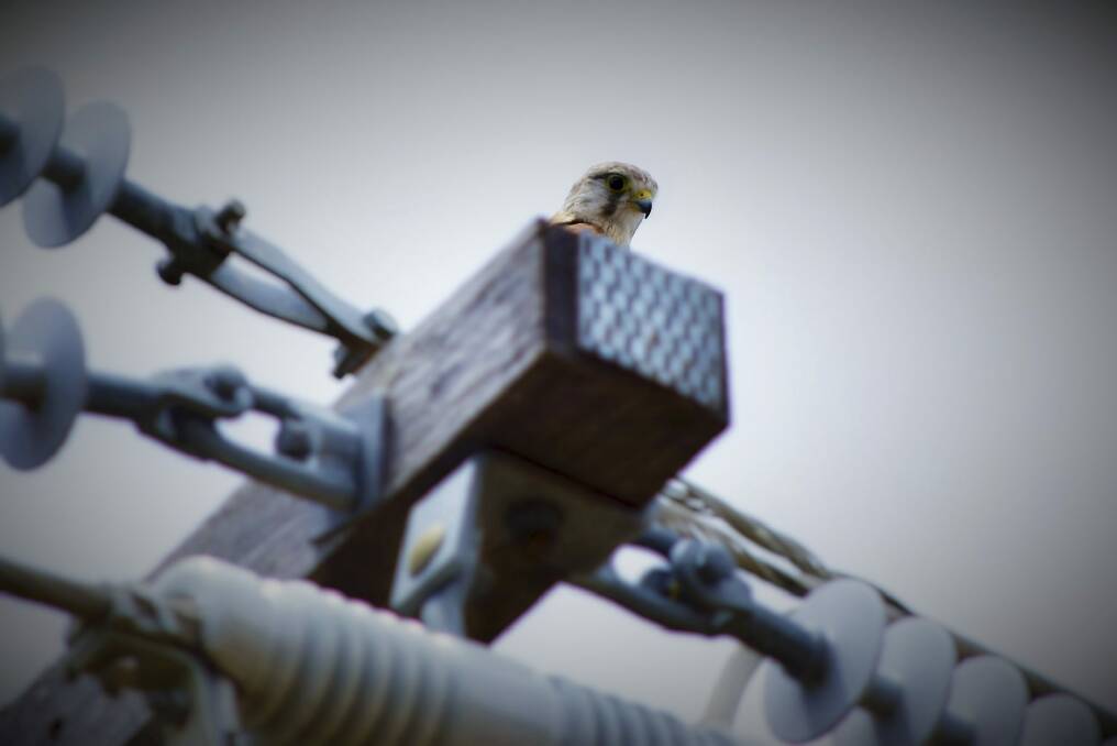 Nankeen kestrels are often spotted on power lines near the foot of Mount Taylor.  Photo: Greg Wyncoll