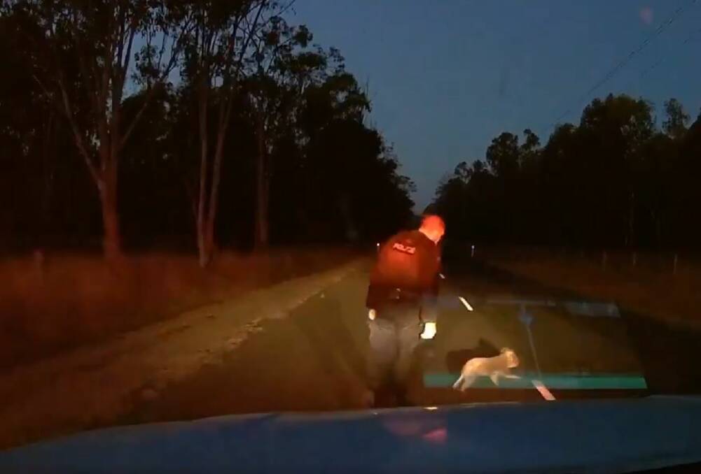 The koala moved off the road when approached by Senior Constable Reid. Photo: Queensland Police Media