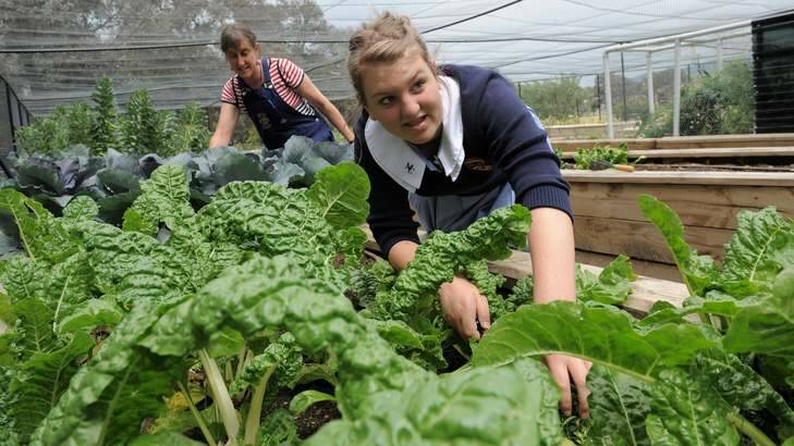 Sustainability teacher Fiona Buining and Year 9 student Daisy O'Malley-Welby tend to the Merici College vegetable garden. Photo: Graham Tidy