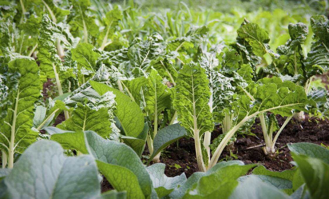 This week I'm finally remembering to feed the silverbeet, so that it will feed us all winter. Photo: Supplied