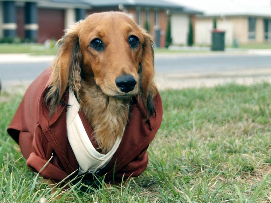 Jedi dachshund Obi-Wan, who will be taking part in dachshund races at the Bungendore Show on the weekend. Photo: Kimberley Le Lievre