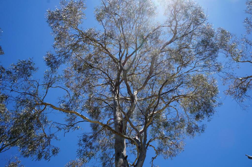 A Eucalyptus rossii in O'Connor.