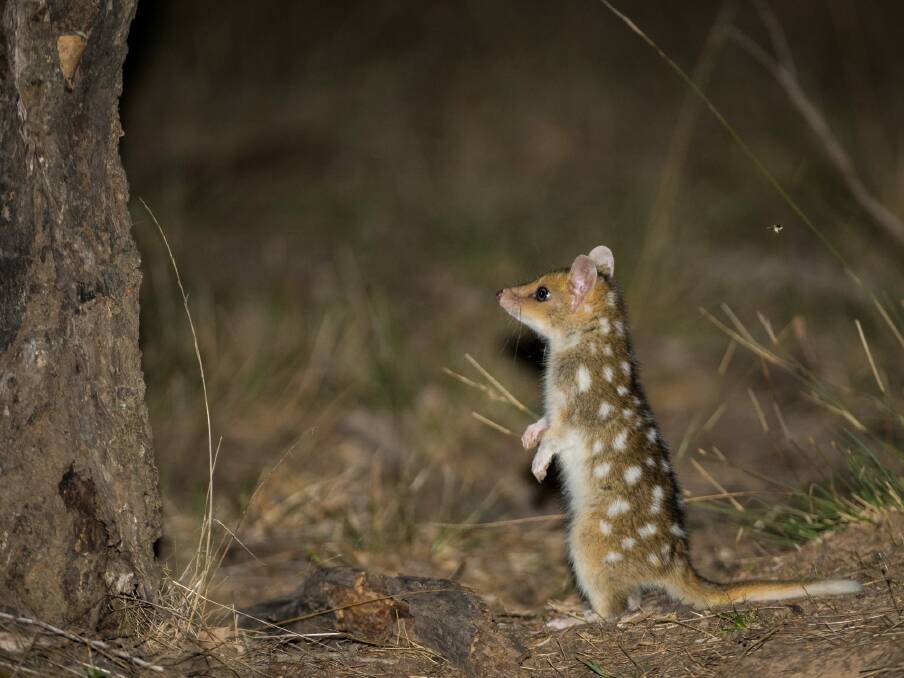 The Eastern Quolls are thought to be three to four months old and will leave their den and mother in a matter of weeks to become solitary hunters. Photo: y Charles Davis and the Woodlands and Wetlands Trust