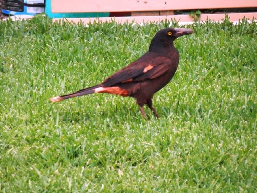 Sanguine: What are we to make of this strangely-coloured O'Connor Currawong?