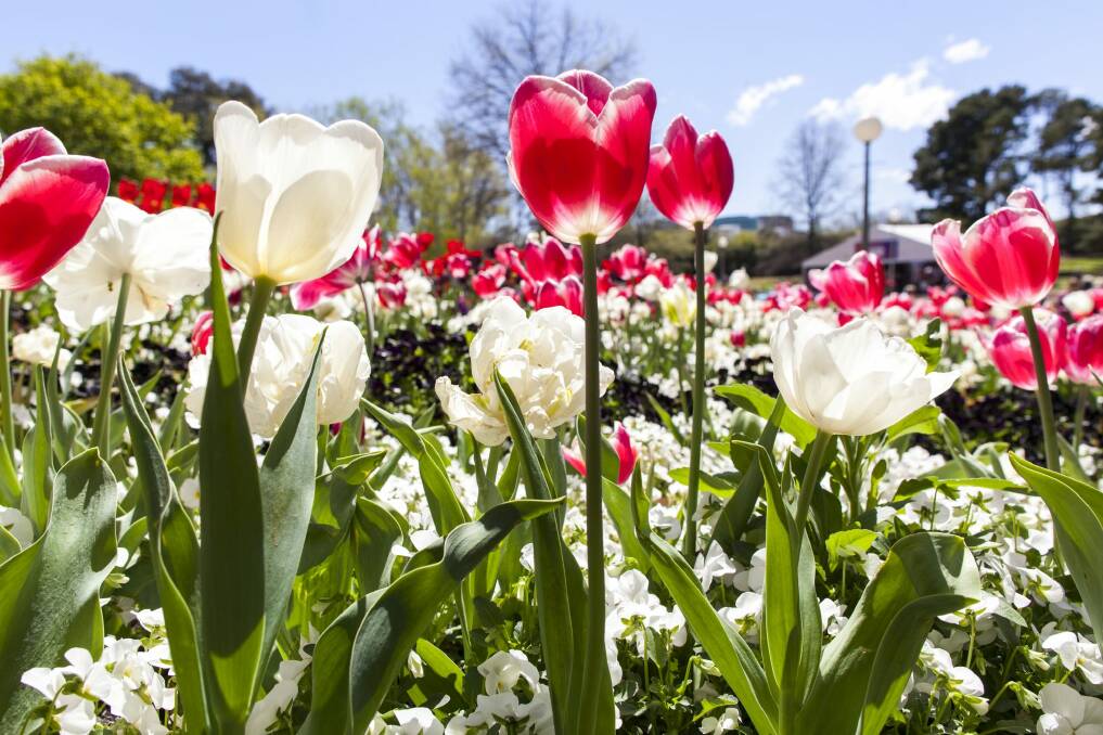Floriade is one of the most popular attractions for Canberra visitors. Photo: Jo Bakas