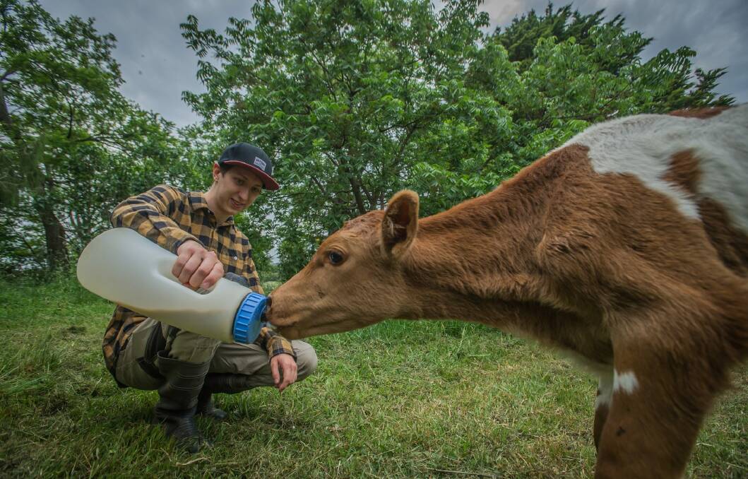 English WWOOFer Harry Gibons feeds a calf on his host farm at Bungonia.  Photo: Karleen Minney