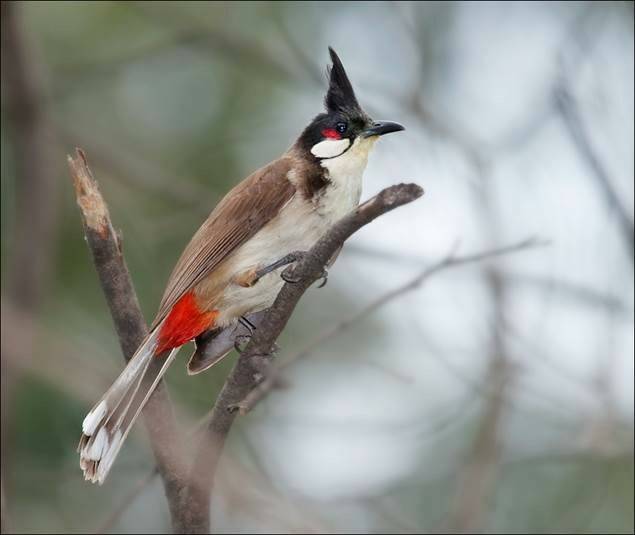 A red-whiskered bulbul, which is considered an environmental and agricultural pest in the ACT. Photo: Julian Robinson