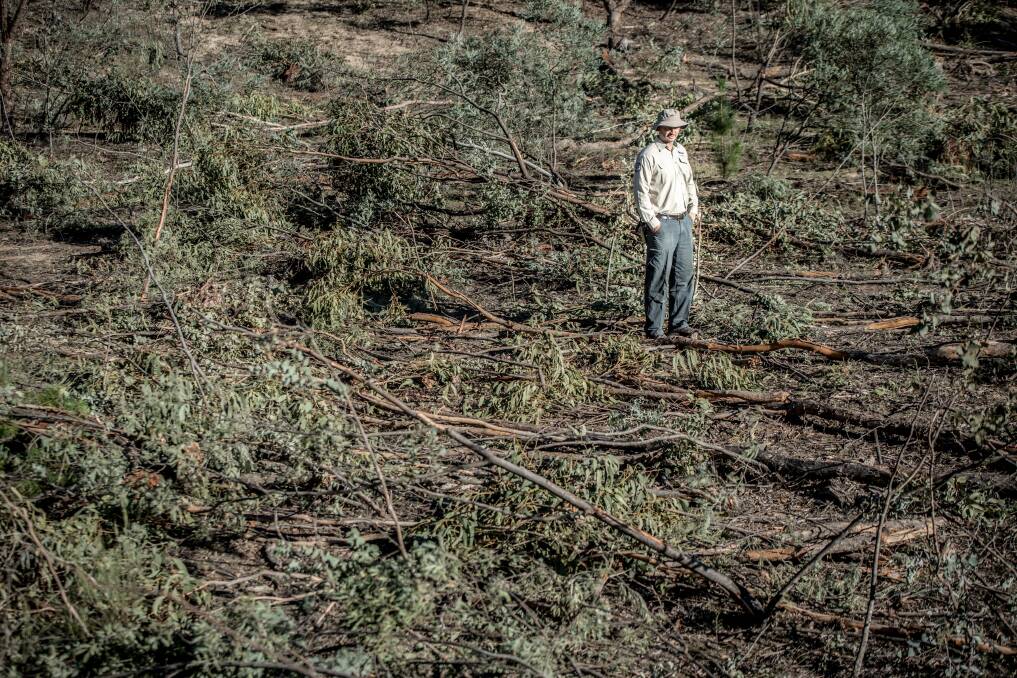 ACT Parks and Conservation ranger-in-charge James Overall among the damage done to a hardwood corridor of native trees in the Pierces Creek Forest. Photo: Karleen Minney