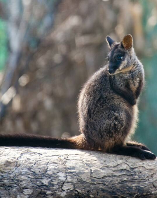 A brush-tailed rock wallaby: Only about 40 are left in the wild. Photo: Supplied