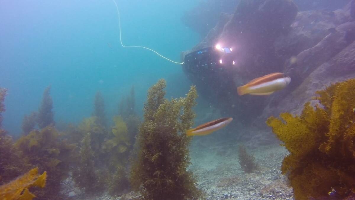 ROV (a remotely operated underwater robot submarine) explores Batemans Bay. Photo: UnderseaROV