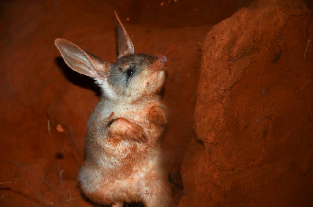 Even 100 years ago the bilby was rare.
