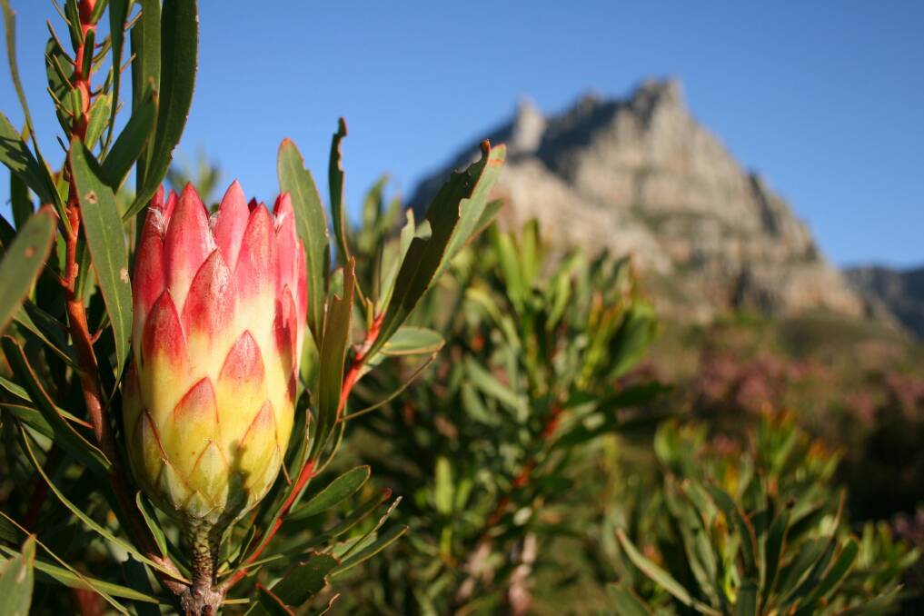 The right spot for a protea, of course, depends on what protea it is.  Photo: Supplied