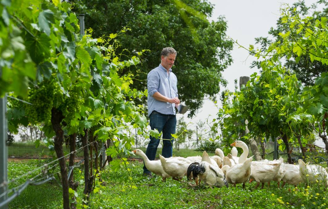 The geese have been used at the winery since 2011. Photo: Elesa Kurtz