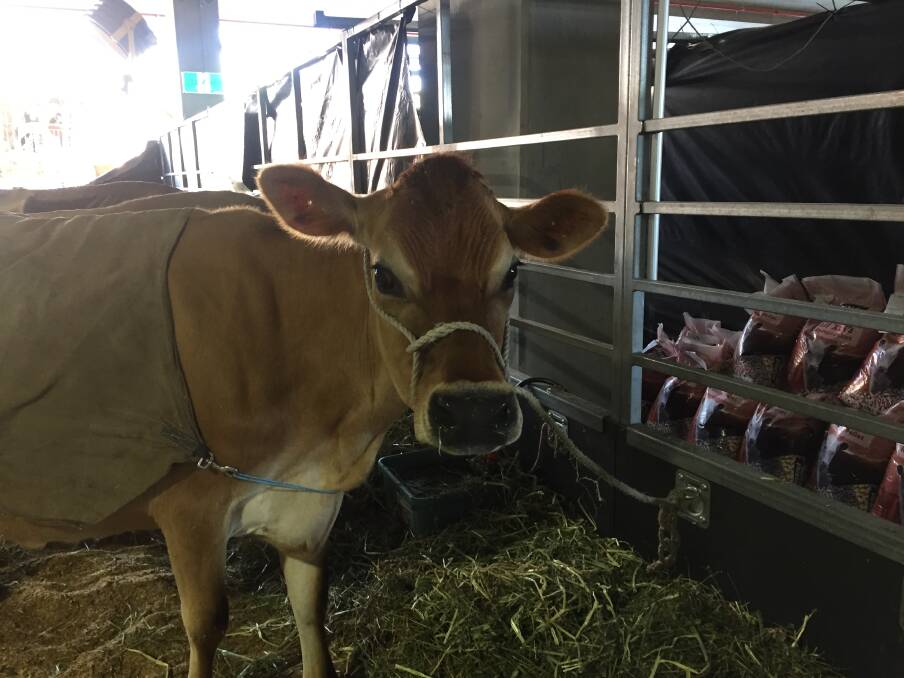 Jersey cow Comerica Cluster waits to be judged in the RNA's cutest cow awards. Photo: Tony Moore
