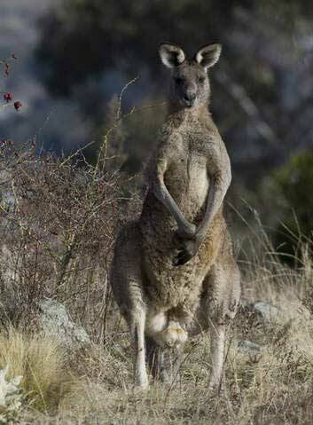 Kangaroos... a pest? Photo: Rohan Thomson