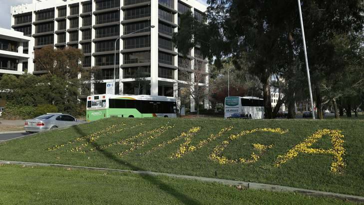 For sale ... The government will begin charging not-for-profit organisations for flower displays on Northbourne Avenue. Photo: Jeffrey Chan