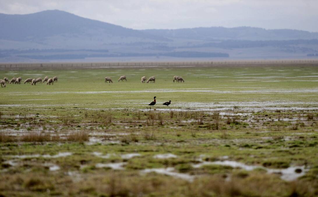 Sheep getting their feet wet joined by some birds in Lake George on Monday morning. Photo: Graham Tidy