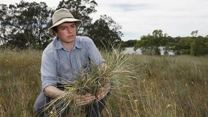 Fenner School of Environment and Society senior lecturer Dr Jamie Pittock inspects some Chilean needle grass found among native grasslands at Yarramundi Reach. Photo: Jeffrey Chan
