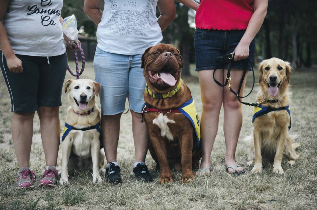 MindDogs Molly, Doogle and Delilah with their owners. The service dogs help their owners with managing their mental illness.  Photo: Rohan Thomson