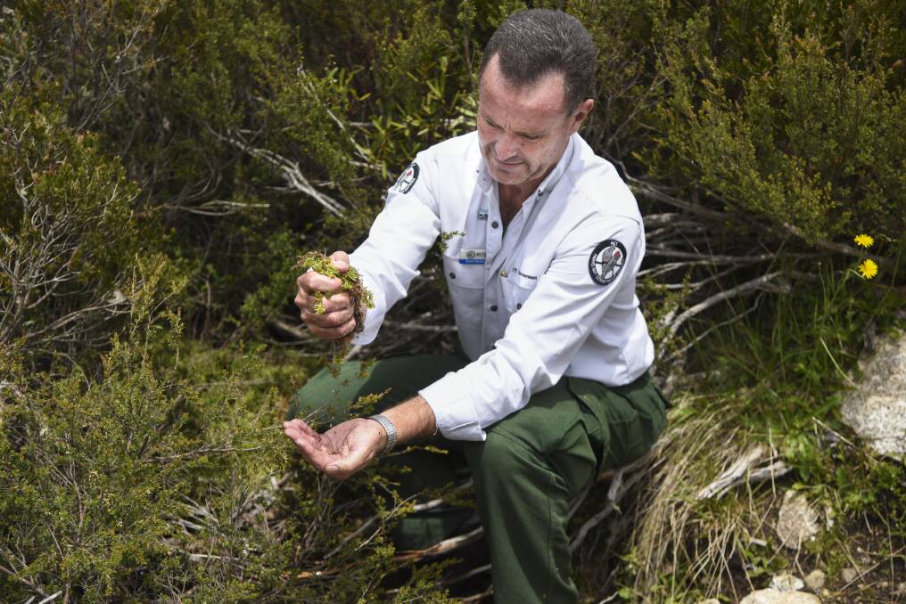 ACT parks manager Brett McNamara squeezes sphagnum moss in a bog in Namadgi National Park. Photo: Finbar O'Mallon