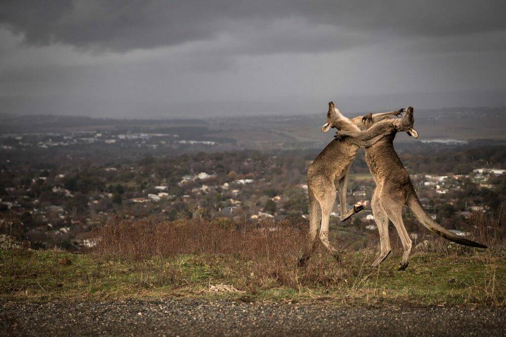 Tom Smith's photograph of boxing kangaroos on Red Hill. Photo: Tom Smith