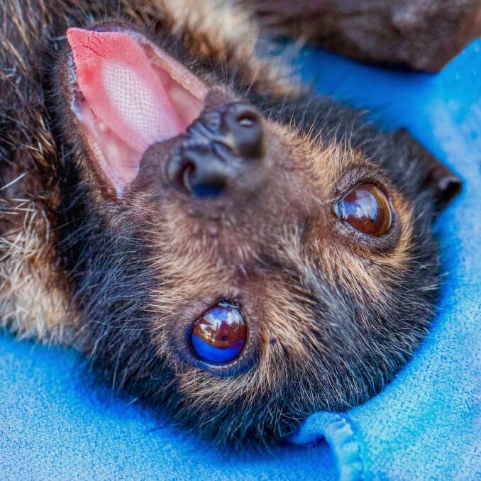 About 850 spectacled flying foxes were rescued in far north Queensland, mostly pups. Photo: David White