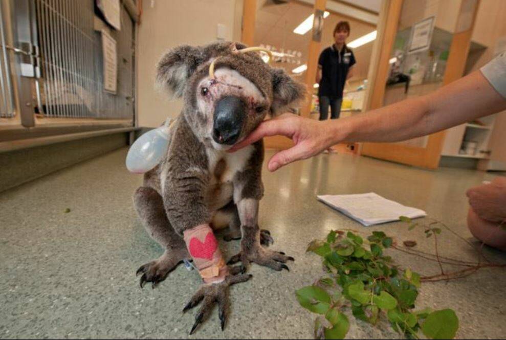A koala injured after being struck by a car, from the Koala Crisis Facebook page. Photo: Supplied