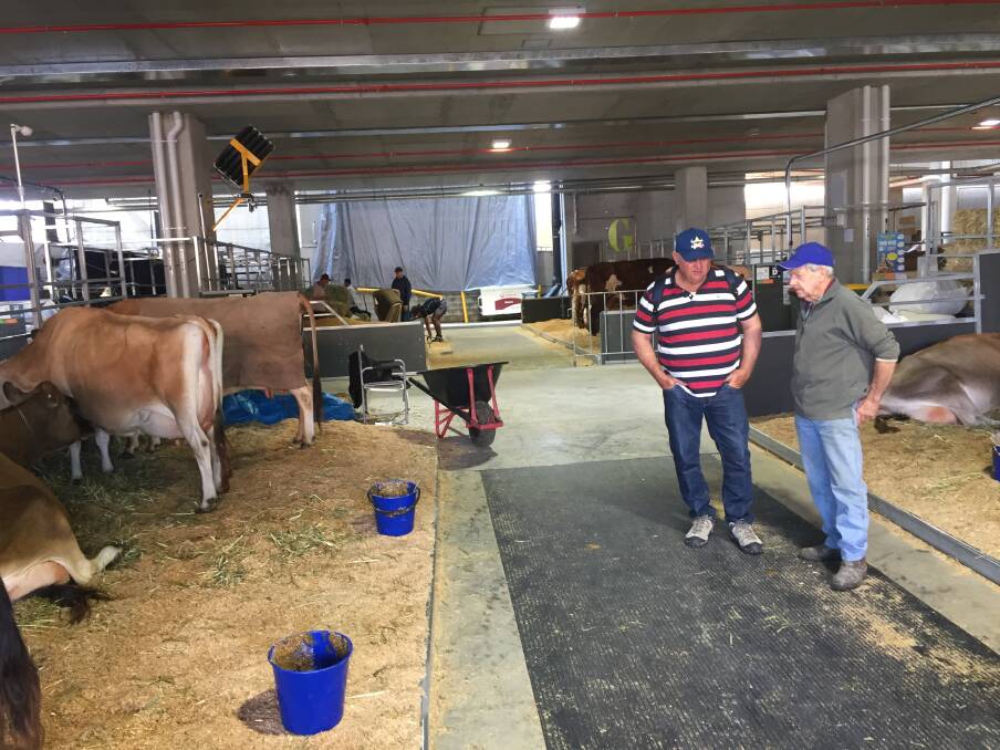 Graham Hoey from Warwick says cattle are falling over on the concrete floors of the Royal Brisbane Hospital used as the cattle enclosure for the first time. Photo: Tony Moore