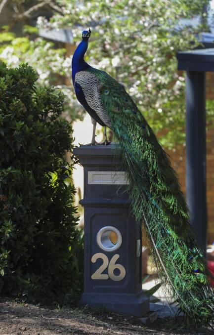 A peacock on a letterbox in Brockman Street, Narrabundah. Photo: Graham Tidy