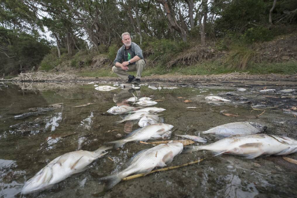 Greens Candidate for Bega Will Douglas at Meringo Lagoon inspecting the dead fish.  Photo: Supplied. 