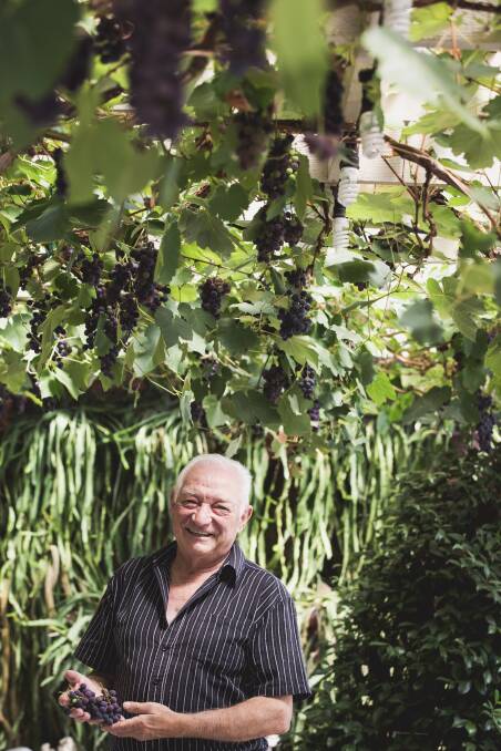 George Giannakakis under his pergola dangled with bunches of Shiraz grapes. Photo: Jamila Toderas