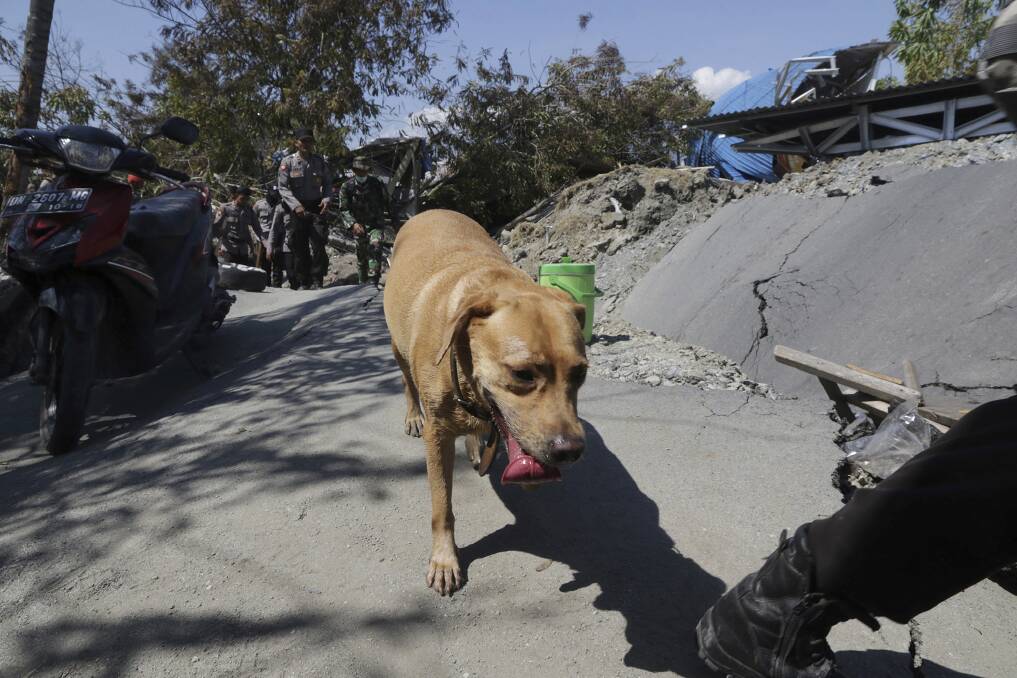 An Indonesian police officer leads a sniffer dog during a search for earthquake victims at Petobo village in Palu on Monday. Photo: AP
