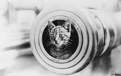 Red Lead, the ship’s cat, on board HMAS Perth. Photo: Supplied, Australian War Memorial