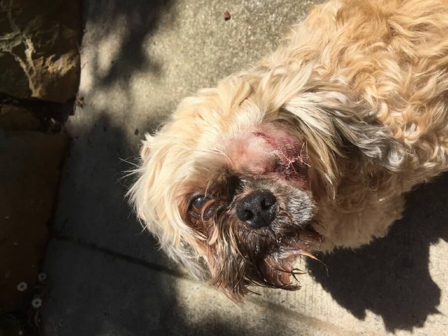 Coco lost an eyeball in a vicious backyard attack last week. Photo: Supplied