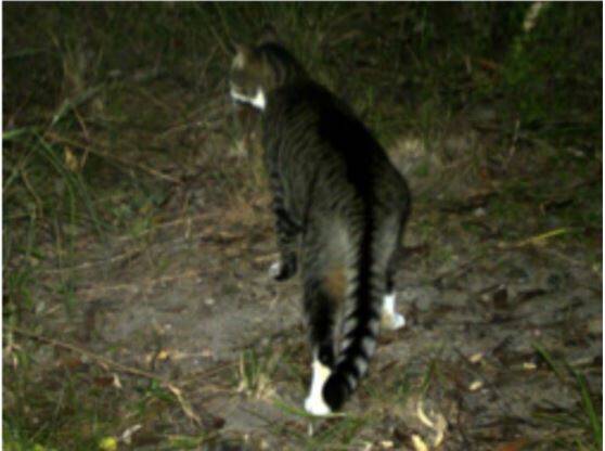Feral cats are the major threat to the northern bettong. Photo: Stephanie Todd.