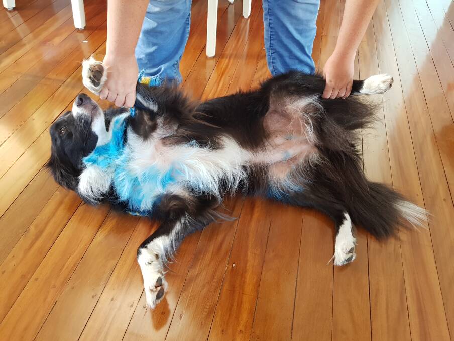 Dakota the border collie was stolen from a home in Brisbane's north on Tuesday. Photo: Supplied.
