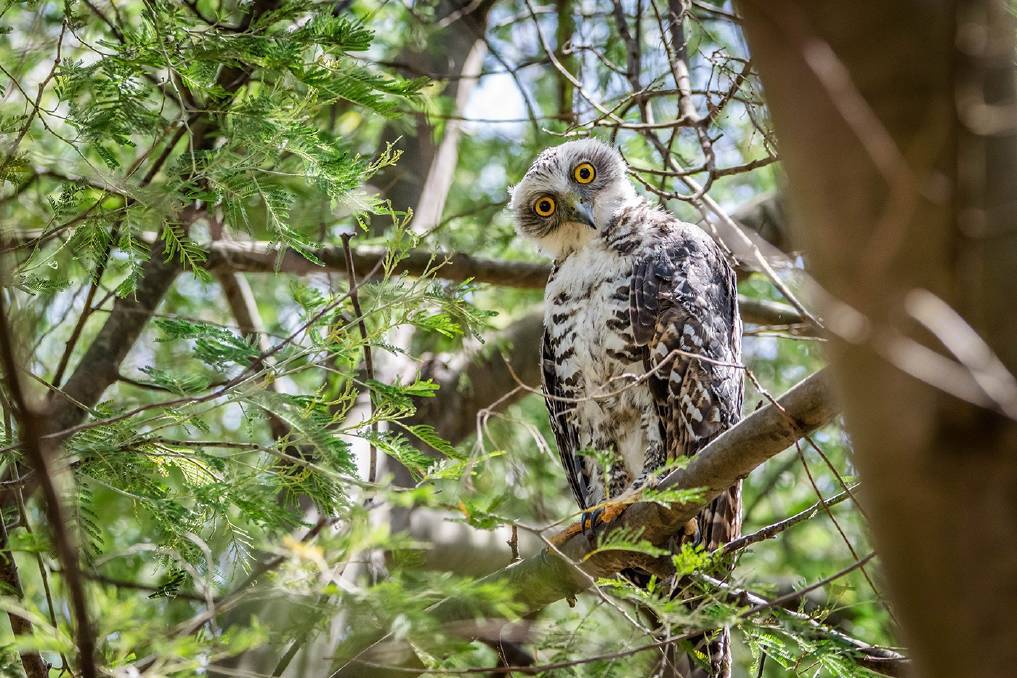 A Powerful Owl. Photo: Alyssa Sbisa, 2015, courtesy birdlifephotography.org.au