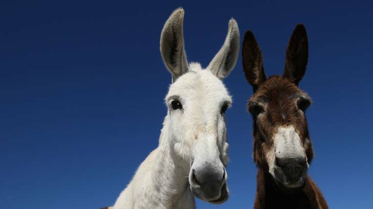 Australians were unwittingly fed donkey meat by some of the country's leading meat producers. Photo: Peter Rae