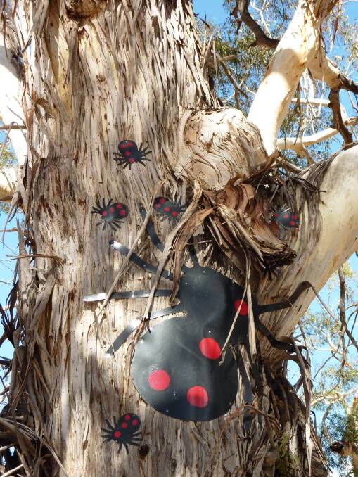 Beetles adorn a tree at the Warri rest area beside the Kings Highway. Photo: Tim the Yowie Man