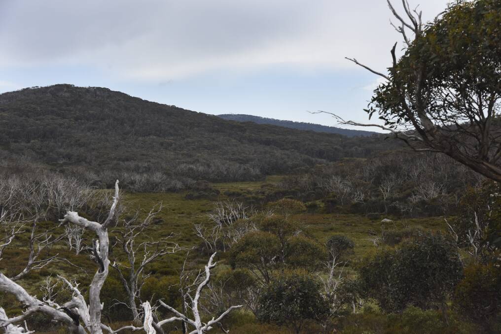 A view of the wetlands in the valley below Mount Gingera in Namadgi National Park. Photo: Finbar O'Mallon