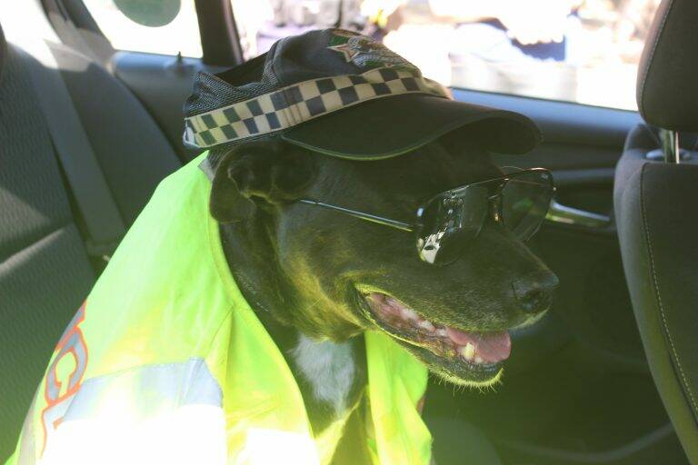 Mushu looked the part as a police dog in her new gear. Photo: Queensland Police