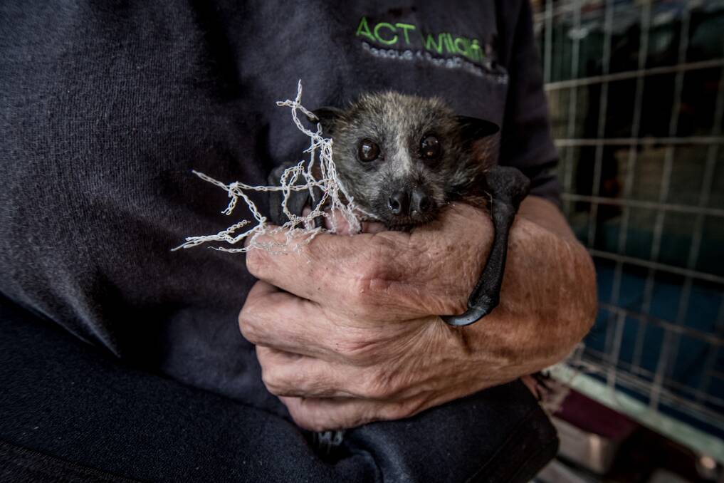 Grey-headed flying foxes, which are vulnerable because of their declining numbers, are being choked and injured by tree netting. Photo: Karleen Minney