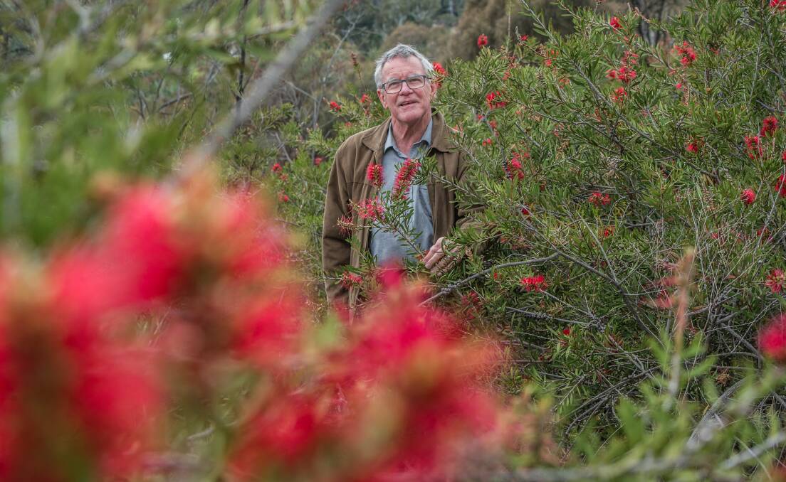 David Flannery, head of ACT Heritage Council, in a  patch of trees on Red Hill that has been listed on the ACT Heritage Register. Photo: Karleen Minney