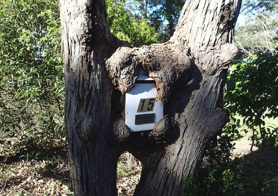 Forget about ankle-snapping dogs, the postie in this suburb has to contend with a hungry tree when delivering mail to this letterbox. Photo: Mark Hartley