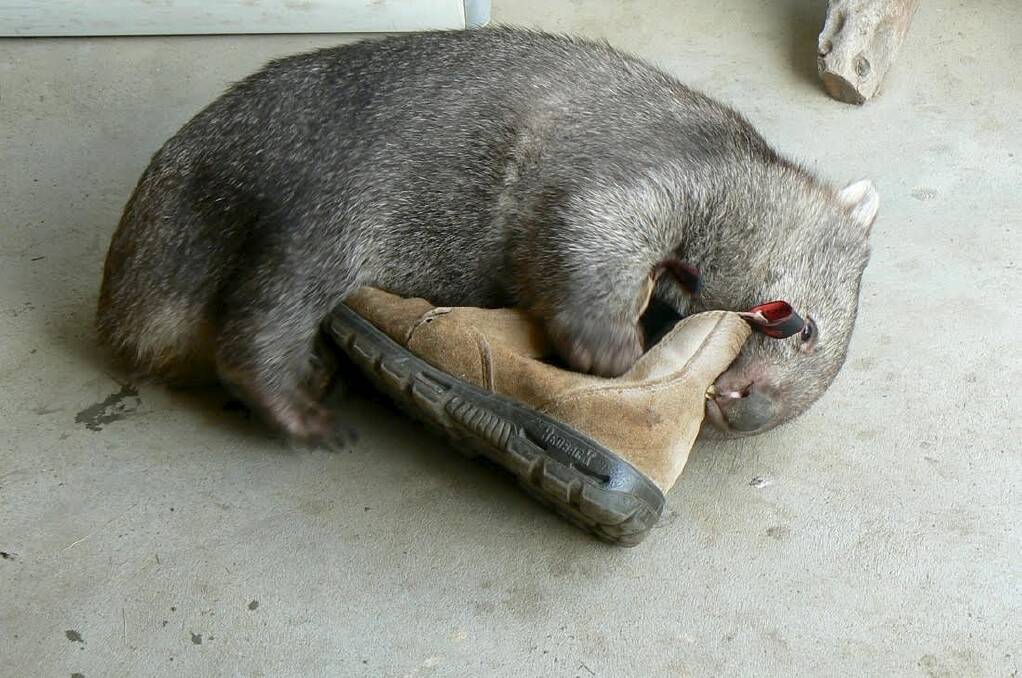 A wombat that was orphaned in the 2010 Queanbeyan floods. He was successfully raised and released. Photo: Supplied