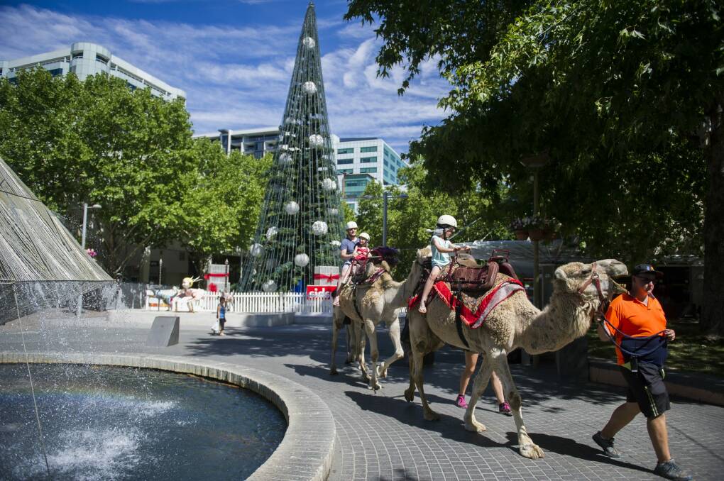 Camel rides at Christmas in the City on Saturday afternoon. Photo: Rohan Thomson