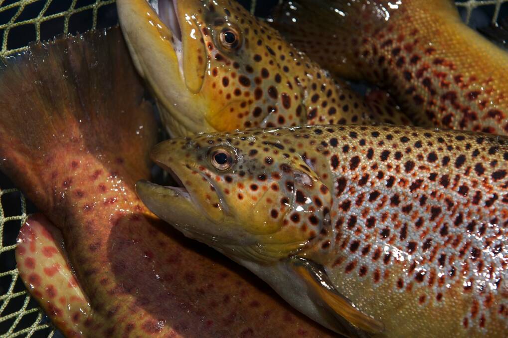 Brown trout are preparing for their annual spawning run to colder waters. Photo: Justin McManus