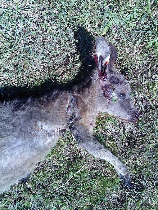 A young female kangaroo had to be euthanised after a second case of native animal cruelty near Queanbeyan. Photo: Supplied